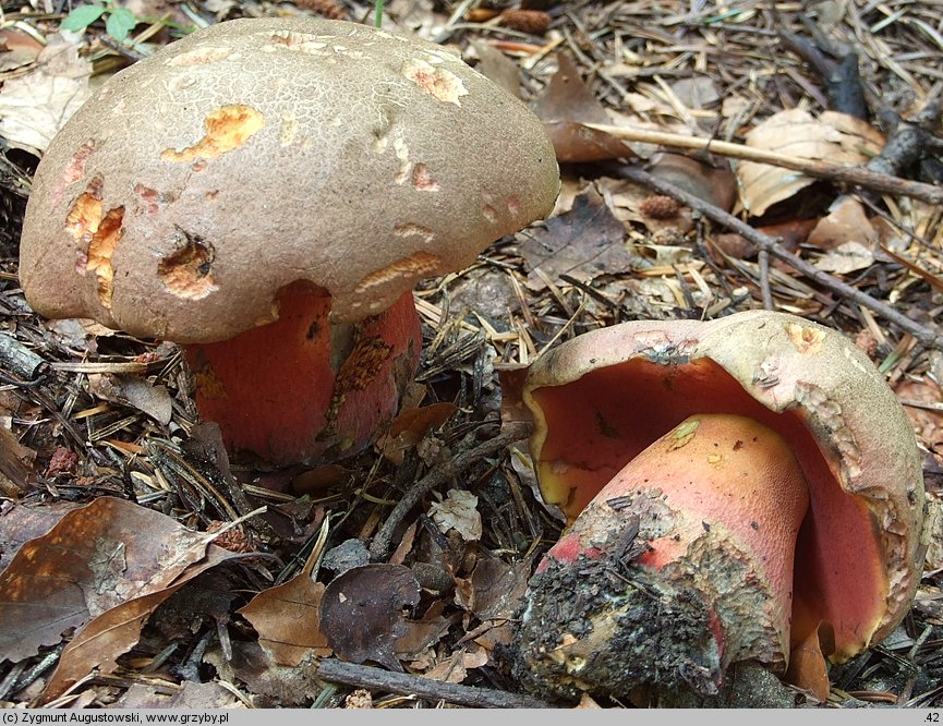 Rubroboletus rubrosanguineus (krwistoborowik świerkowo-jodłowy)