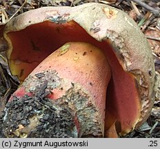 Rubroboletus rubrosanguineus (krwistoborowik świerkowo-jodłowy)