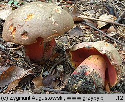 Rubroboletus rubrosanguineus (krwistoborowik świerkowo-jodłowy)