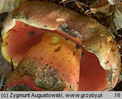 Rubroboletus rubrosanguineus (krwistoborowik świerkowo-jodłowy)