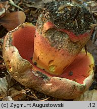 Rubroboletus rubrosanguineus (krwistoborowik świerkowo-jodłowy)