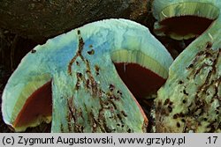 Rubroboletus rubrosanguineus (krwistoborowik świerkowo-jodłowy)