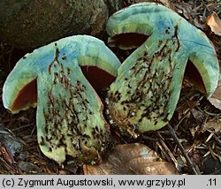 Rubroboletus rubrosanguineus (krwistoborowik świerkowo-jodłowy)