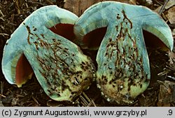 Rubroboletus rubrosanguineus (krwistoborowik świerkowo-jodłowy)