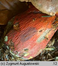 Rubroboletus rubrosanguineus (krwistoborowik świerkowo-jodłowy)