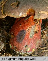 Rubroboletus rubrosanguineus (krwistoborowik świerkowo-jodłowy)