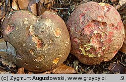 Rubroboletus rubrosanguineus (krwistoborowik świerkowo-jodłowy)