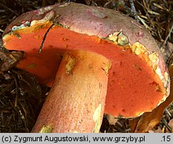 Rubroboletus rubrosanguineus (krwistoborowik świerkowo-jodłowy)