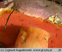 Rubroboletus rubrosanguineus (krwistoborowik świerkowo-jodłowy)