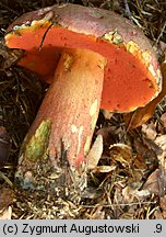 Rubroboletus rubrosanguineus (krwistoborowik świerkowo-jodłowy)