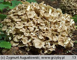 Polyporus umbellatus (żagiew wielogłowa)