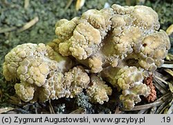 Polyporus umbellatus (żagiew wielogłowa)