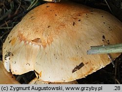 Hygrophorus pudorinus (wodnicha pomarańczowa)