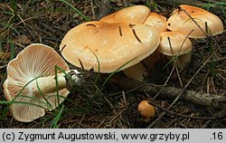 Hygrophorus pudorinus (wodnicha pomarańczowa)