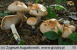 Hygrophorus pudorinus (wodnicha pomarańczowa)