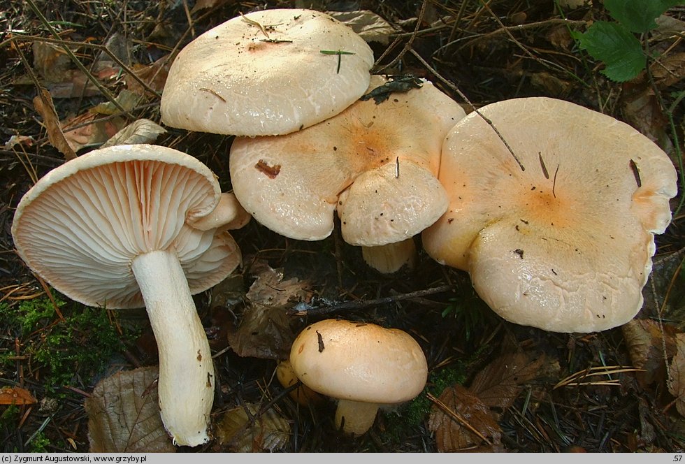 Hygrophorus pudorinus (wodnicha pomarańczowa)