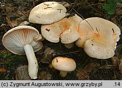 Hygrophorus pudorinus (wodnicha pomarańczowa)