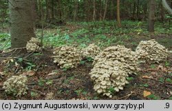 Polyporus umbellatus (żagiew wielogłowa)