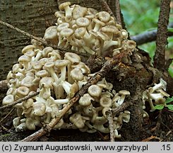 Polyporus umbellatus (żagiew wielogłowa)