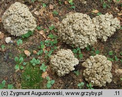 Polyporus umbellatus (żagiew wielogłowa)