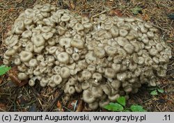 Polyporus umbellatus (żagiew wielogłowa)