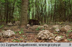 Polyporus umbellatus (żagiew wielogłowa)