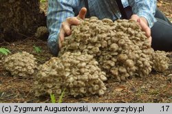 Polyporus umbellatus (żagiew wielogłowa)