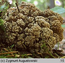 Polyporus umbellatus (żagiew wielogłowa)