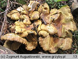 Laeticutis cristata (naziemek zielonawy)