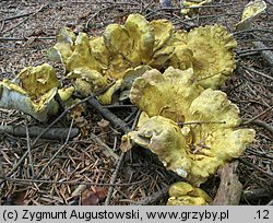 Laeticutis cristata (naziemek zielonawy)