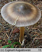 Amanita battarrae (muchomor oliwkowy)