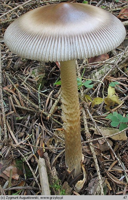 Amanita battarrae (muchomor oliwkowy)