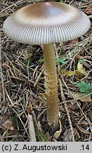 Amanita battarrae (muchomor oliwkowy)