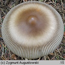 Amanita battarrae (muchomor oliwkowy)