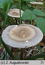 Amanita battarrae (muchomor oliwkowy)