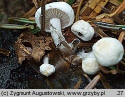 Asterophora lycoperdoides (grzybolubka purchawkowata)