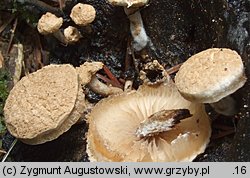 Asterophora lycoperdoides (grzybolubka purchawkowata)