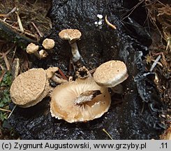 Asterophora lycoperdoides (grzybolubka purchawkowata)