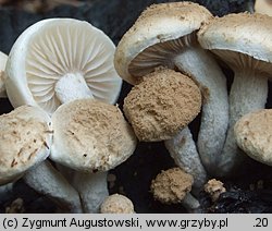 Asterophora lycoperdoides (grzybolubka purchawkowata)