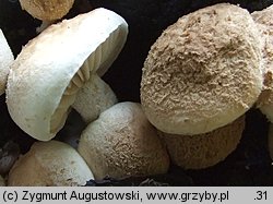 Asterophora lycoperdoides (grzybolubka purchawkowata)