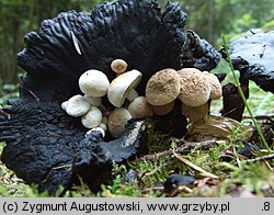 Asterophora lycoperdoides (grzybolubka purchawkowata)