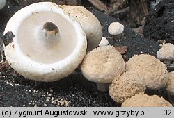 Asterophora lycoperdoides (grzybolubka purchawkowata)