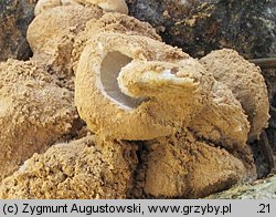 Asterophora lycoperdoides (grzybolubka purchawkowata)