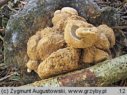 Asterophora lycoperdoides (grzybolubka purchawkowata)