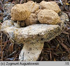 Asterophora lycoperdoides (grzybolubka purchawkowata)