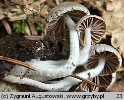 Asterophora parasitica (grzybolubka lepka)