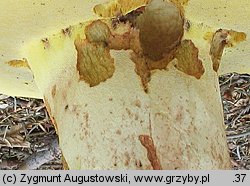 Butyriboletus subappendiculatus (masłoborowik górski)