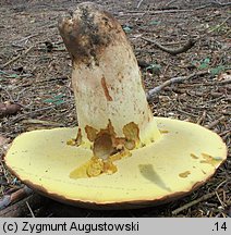 Butyriboletus subappendiculatus (masłoborowik górski)