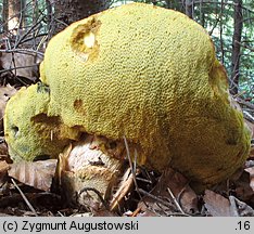 Butyriboletus subappendiculatus (masłoborowik górski)