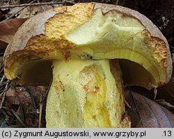 Butyriboletus subappendiculatus (masłoborowik górski)